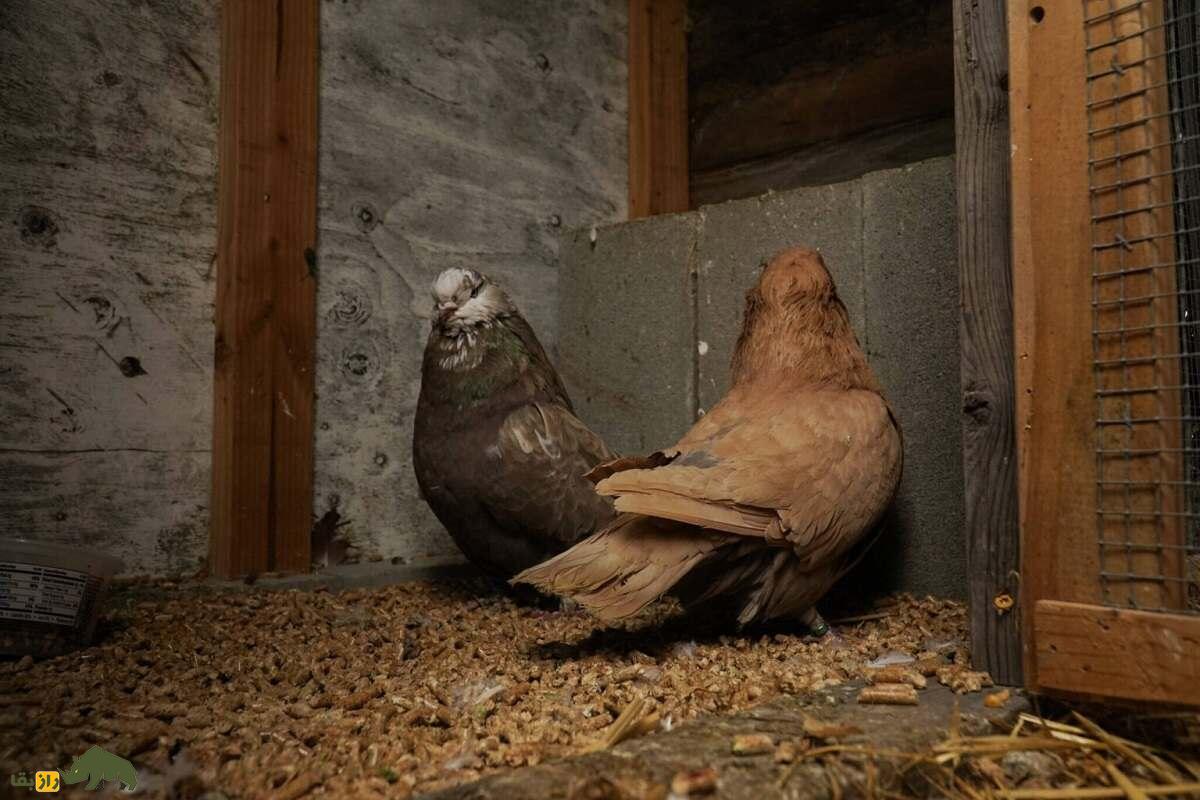 کبوتر رانت؛ قدیمی‌ترین و بزرگترین کبوتر جهان مشهور به غول رومی که بچه‌های خودش را می‌کُشد!