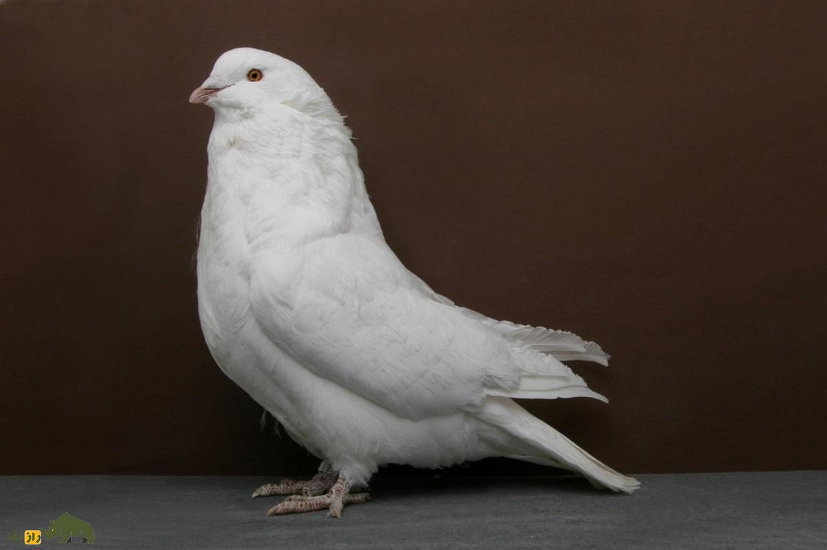 کبوتر رانت؛ قدیمی‌ترین کبوتر جهان و مشهور به گلادیاتور که ۱.۵ کیلو وزن دارد و مثل اسب غذا می‌خورد