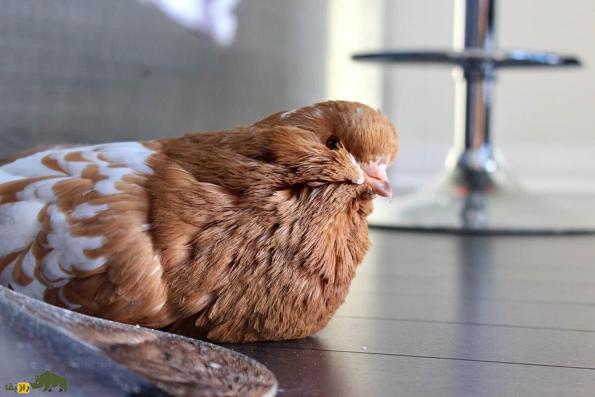 کبوتر رانت؛ قدیمی‌ترین کبوتر جهان و مشهور به گلادیاتور که ۱.۵ کیلو وزن دارد و مثل اسب غذا می‌خورد