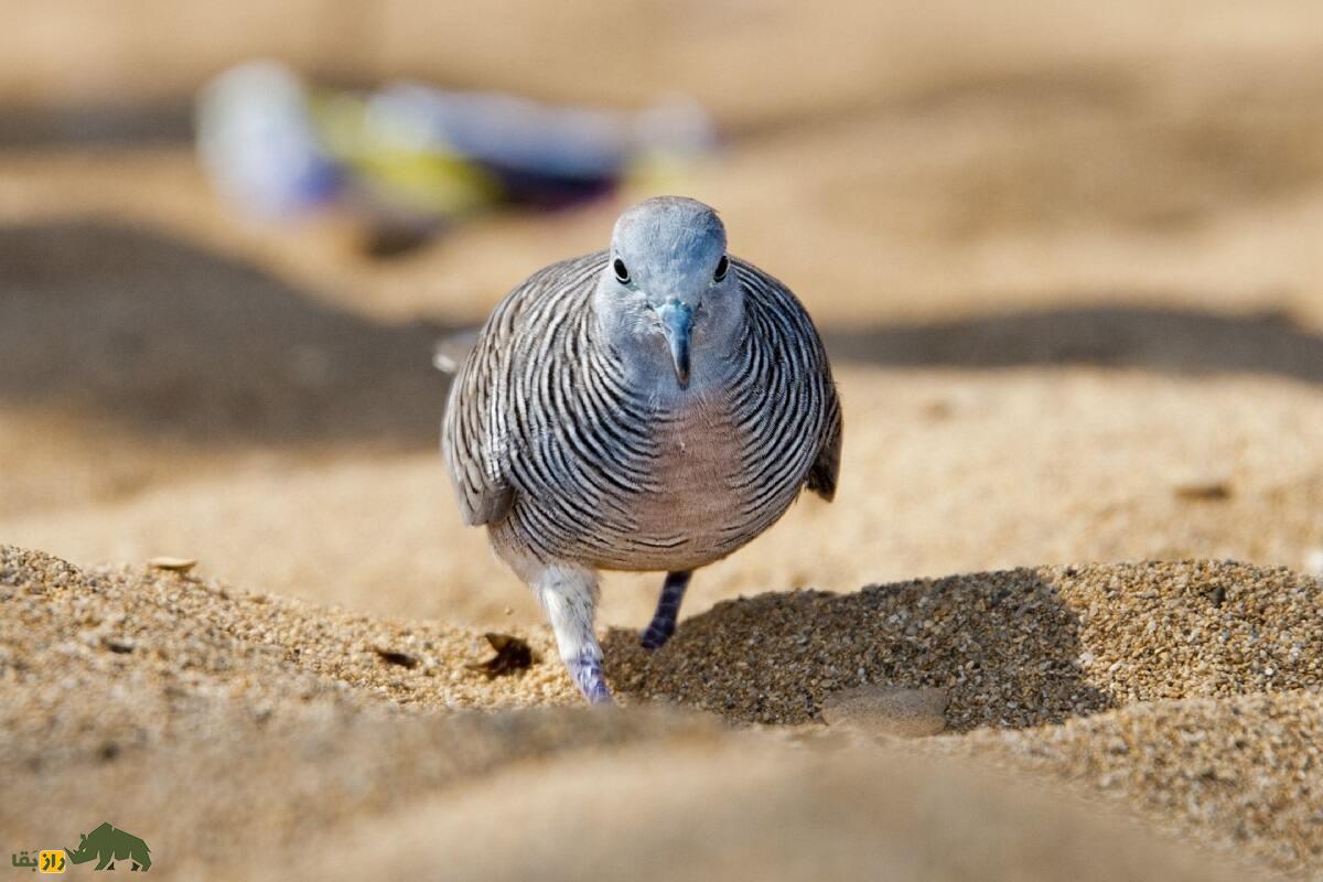 کبوتر رانت؛ قدیمی‌ترین کبوتر جهان و مشهور به گلادیاتور که ۱.۵ کیلو وزن دارد و مثل اسب غذا می‌خورد