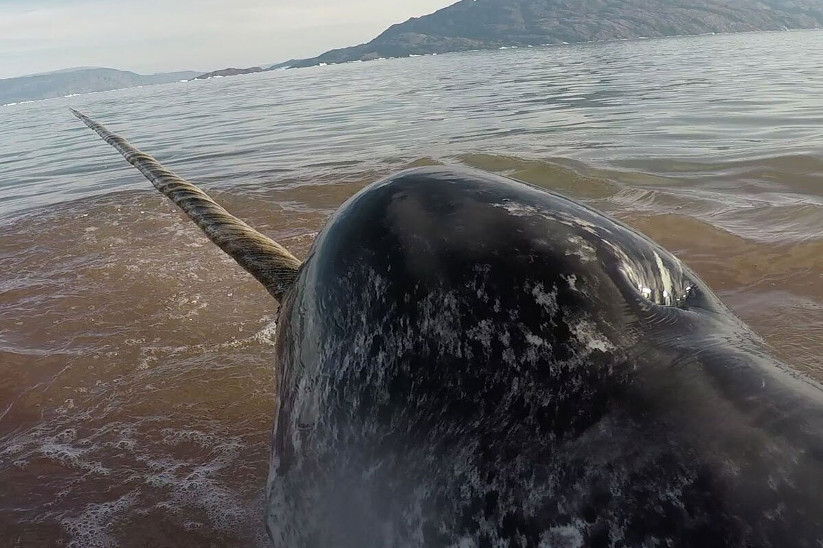 ناروال یا نهنگ تک‌شاک؛ نهنگی عجیب که شاخی سه متری دارد و ارزش آن ده برابر طلاست!