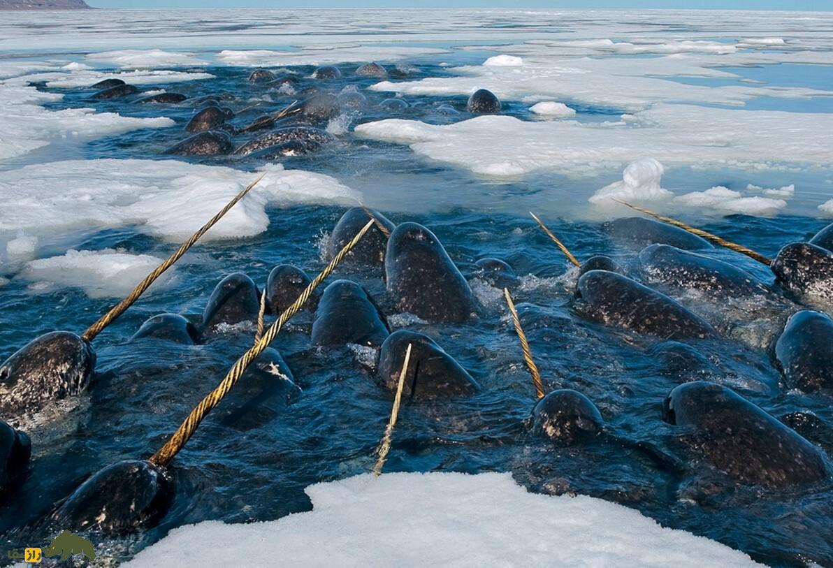 ناروال یا نهنگ تک‌شاخ؛ کمیاب‌ترین جانور جهان که شاخی سه متری دارد و ارزش آن ۱۰ برابر طلاست!