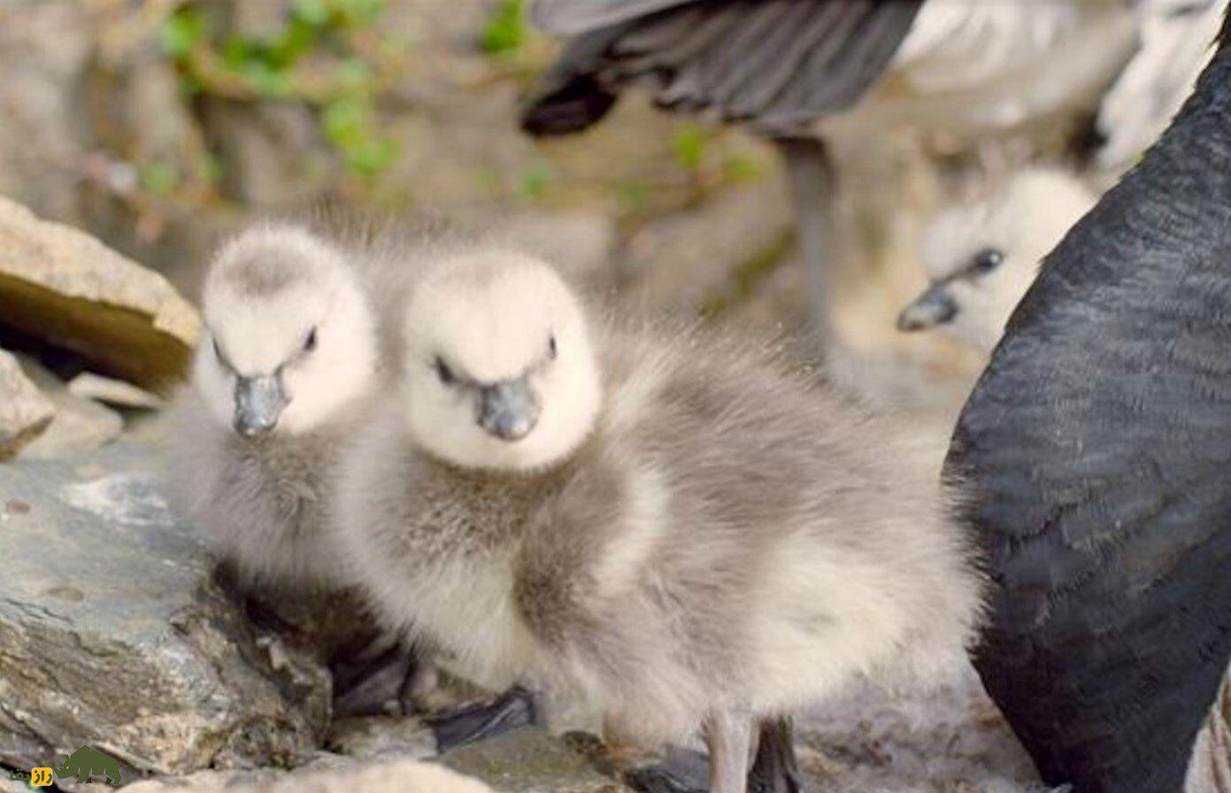 (ویدئو) تکاندهندهترین بلوغ در میان حیوانات؛ پرش از ارتفاع ۱۳۰ متری برای بقا! جوجه غاز وحشی