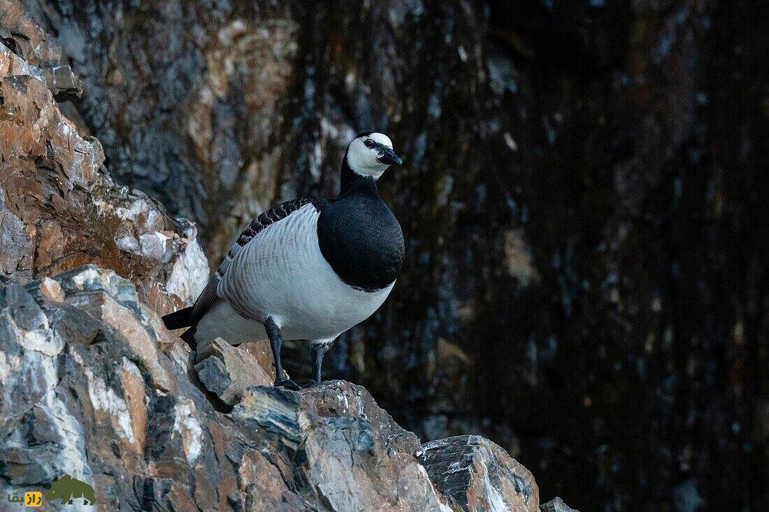 (ویدئو) تکاندهندهترین بلوغ در میان حیوانات؛ پرش از ارتفاع ۱۳۰ متری برای بقا! (ویدئو) تکاندهندهترین بلوغ در میان حیوانات؛ پرش از ارتفاع ۱۳۰ متری برای بقا!
