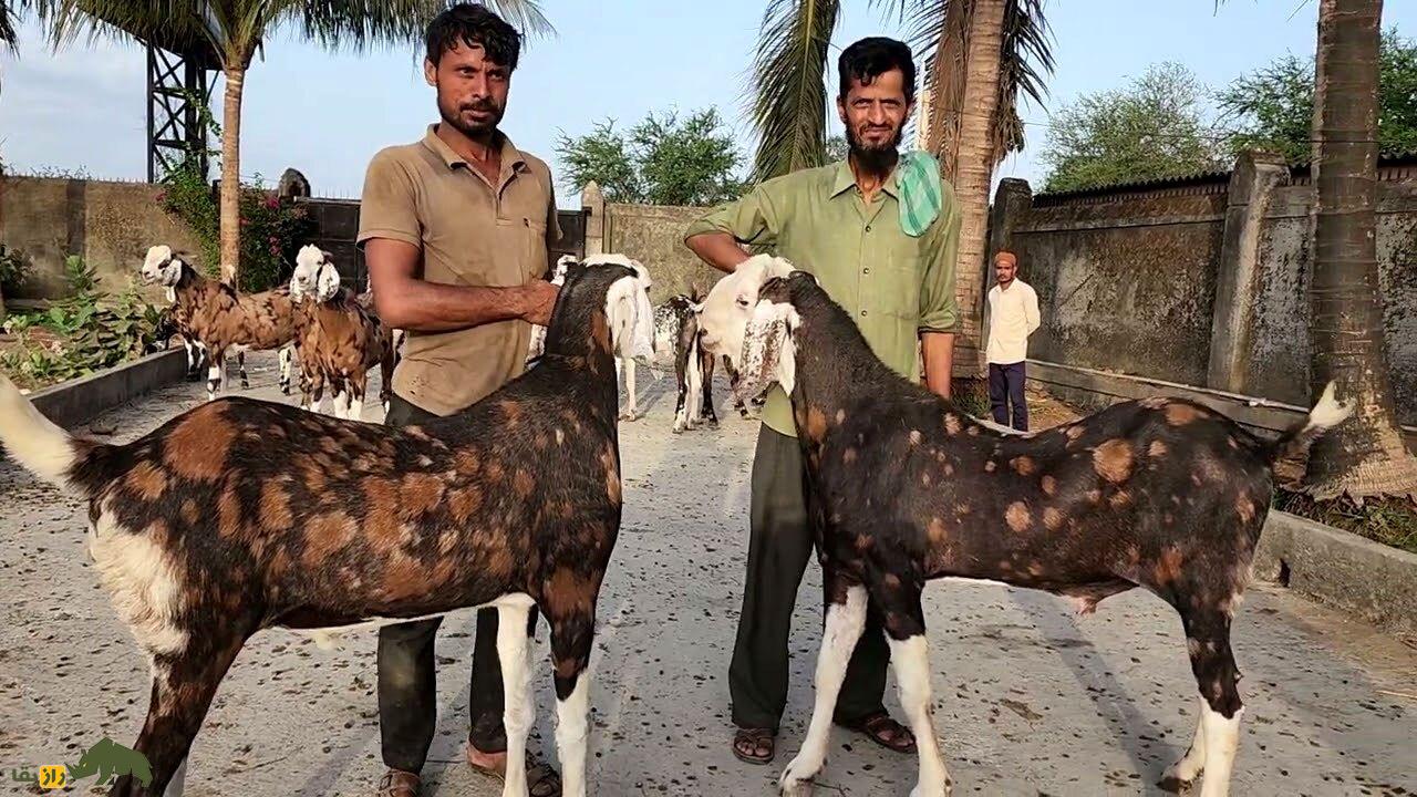 بز گوجری؛ بز پاکستانی مشهور که بلندقدترین بز جهان است بز گوجری؛ بز پاکستانی مشهور که بلندقدترین بز جهان است