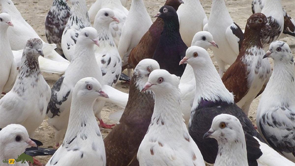 کبوتر تهرانی