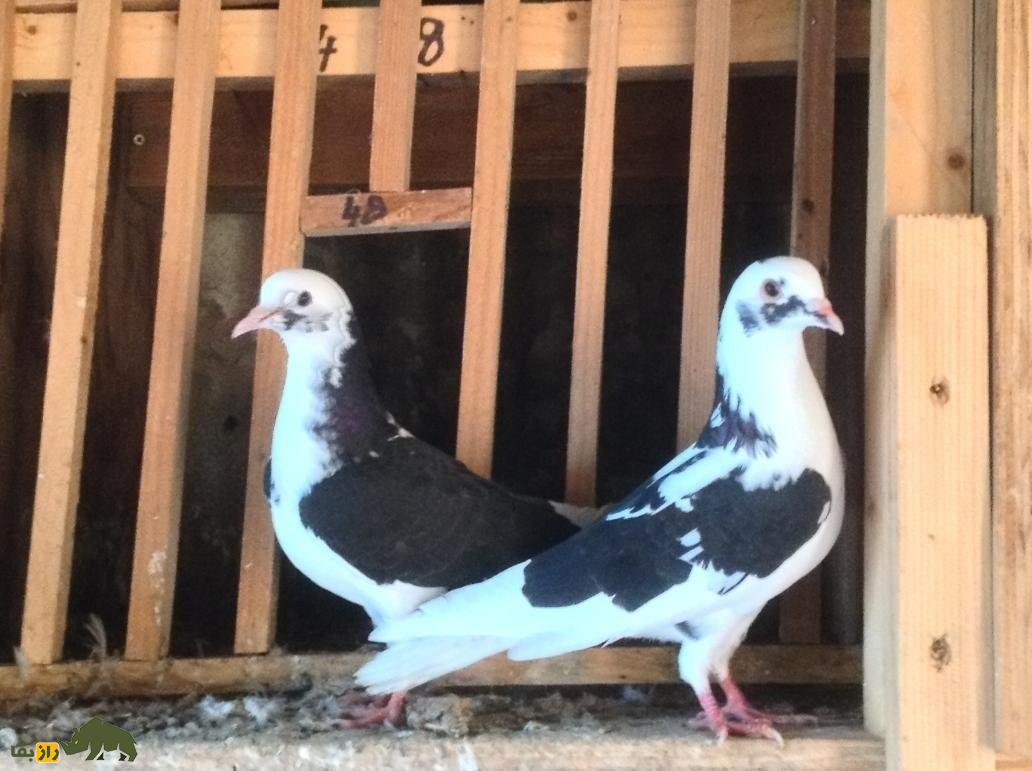 کبوتر تهرانی؛ کبوتری که مجلات آمریکایی بارها عکسش را منتشر کردند