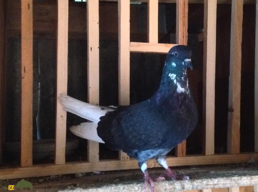 کبوتر تهرانی؛ کبوتری که مجلات آمریکایی بارها عکسش را منتشر کردند