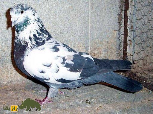 کبوتر تهرانی؛ کبوتری که مجلات آمریکایی بارها عکسش را منتشر کردند