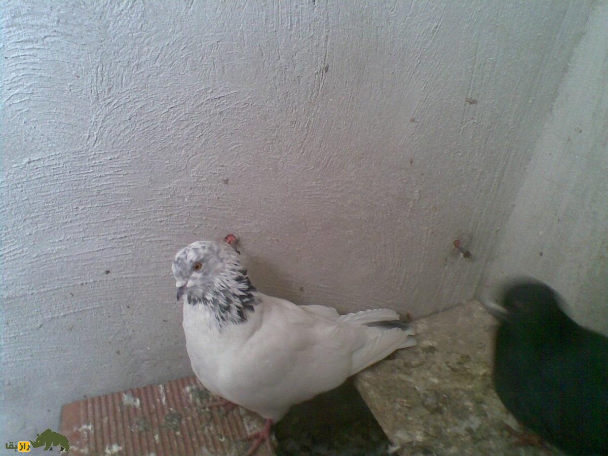 کبوتر تهرانی؛ کبوتری که مجلات آمریکایی بارها عکسش را منتشر کردند