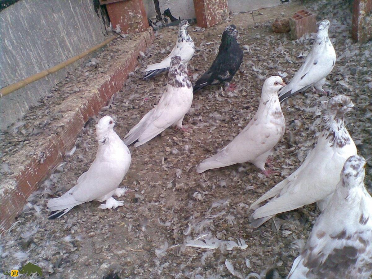 کبوتر تهرانی؛ کبوتری که مجلات آمریکایی بارها عکسش را منتشر کردند