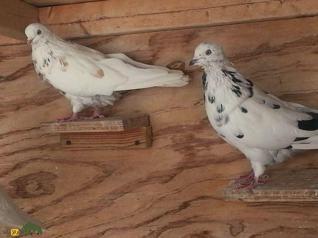 کبوتر تهرانی؛ کبوتری که مجلات آمریکایی بارها عکسش را منتشر کردند