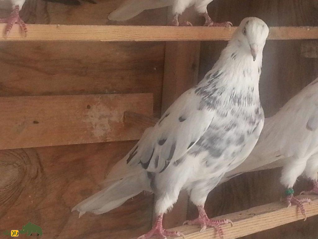 کبوتر تهرانی؛ کبوتری که مجلات آمریکایی بارها عکسش را منتشر کردند