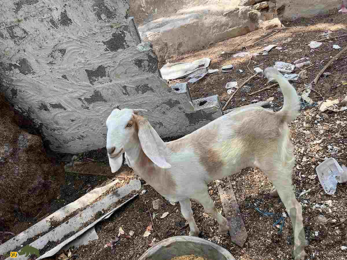 بز عدنی؛ بز بوشهری که روزی ۲ کیلو شیر میدهد و دامداران عرب خلیج فارس در به در دنبال آن هستند بز عدنی؛ بز بوشهری که روزی ۲ کیلو شیر میدهد و دامداران عرب خلیج فارس در به در دنبال آن هستند