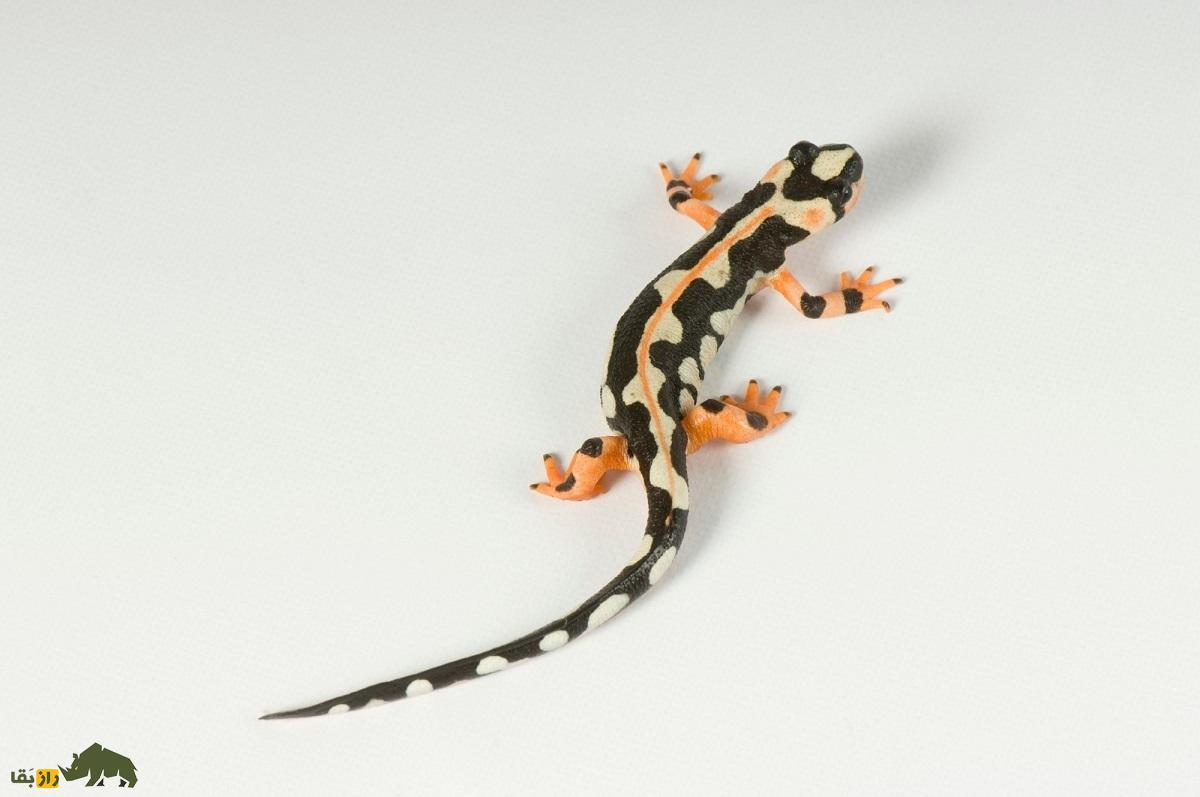 سمندر لرستان؛ سمندر مشهور لرستان که تمام جهان برای نجاتش از انقراض تلاش می‌کنند