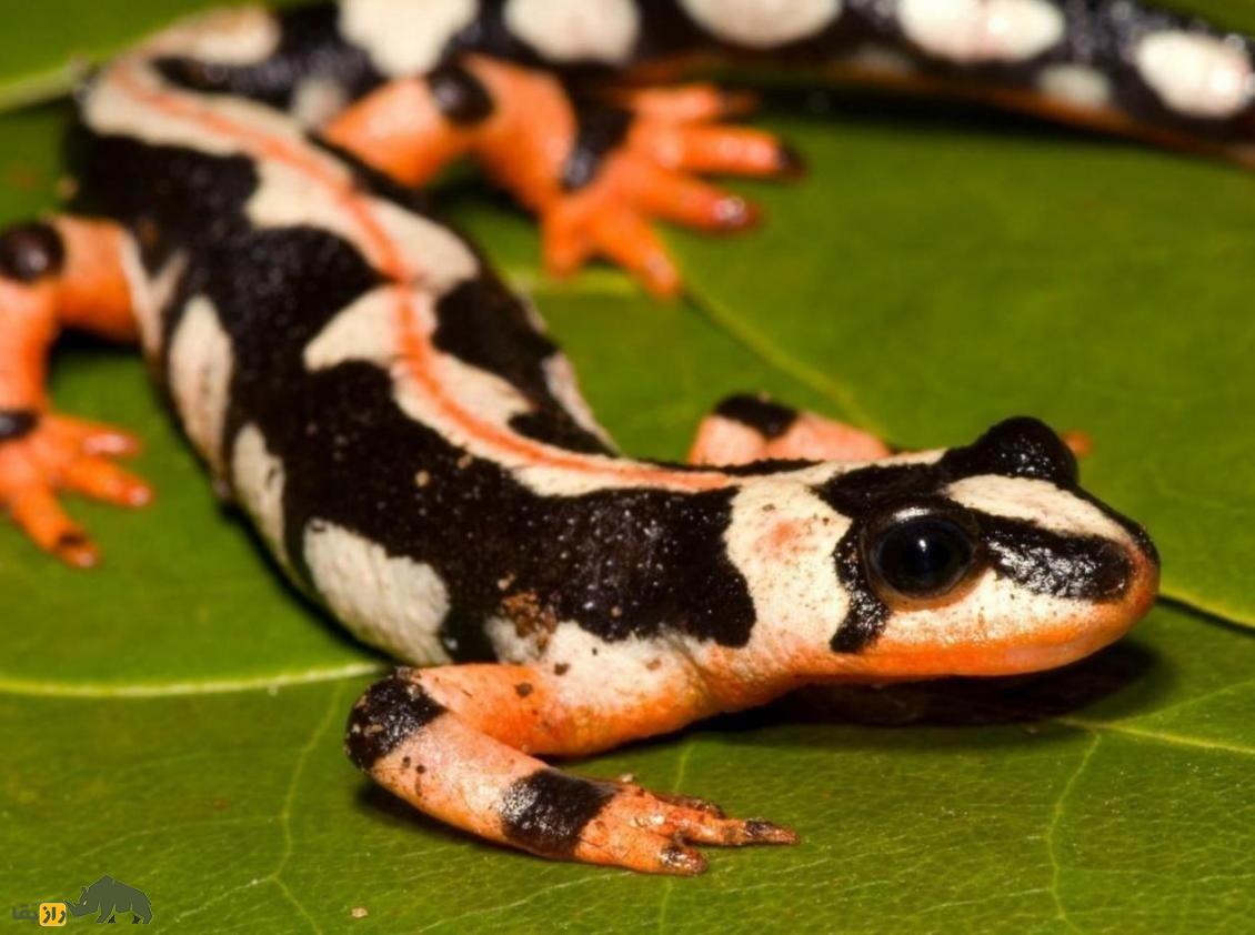 سمندر لرستان؛ سمندر مشهور لرستان که تمام جهان برای نجاتش از انقراض تلاش می‌کنند