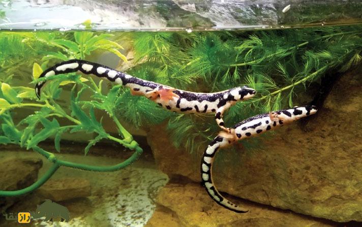 سمندر لرستان؛ سمندر مشهور لرستان که تمام جهان برای نجاتش از انقراض تلاش می‌کنند