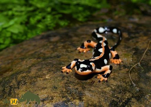 سمندر لرستان؛ سمندر مشهور لرستان که تمام جهان برای نجاتش از انقراض تلاش می‌کنند