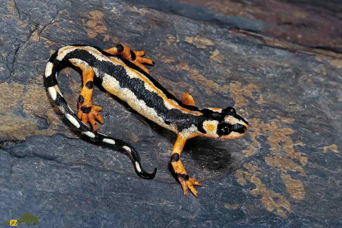 سمندر لرستان؛ سمندر مشهور لرستان که تمام جهان برای نجاتش از انقراض تلاش می‌کنند