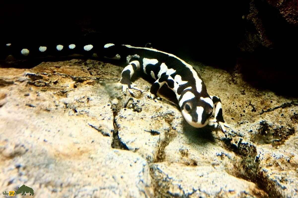 سمندر لرستان؛ سمندر مشهور لرستان که تمام جهان برای نجاتش از انقراض تلاش می‌کنند