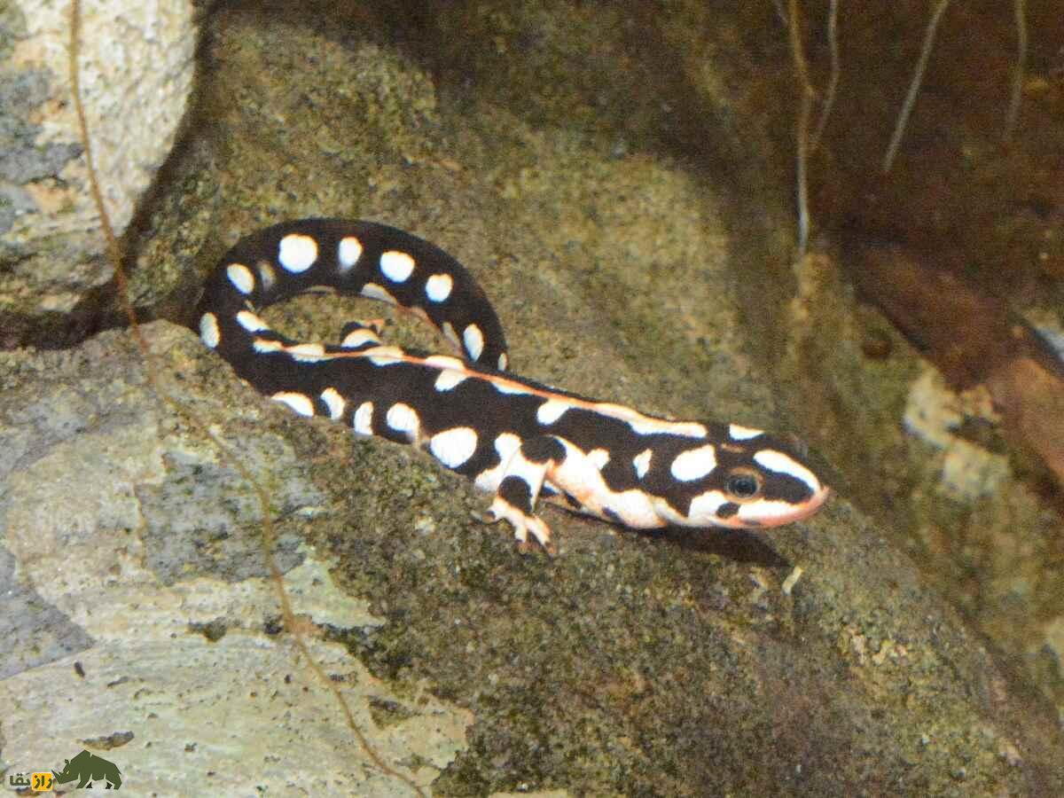 سمندر لرستان؛ سمندر مشهور لرستان که تمام جهان برای نجاتش از انقراض تلاش می‌کنند