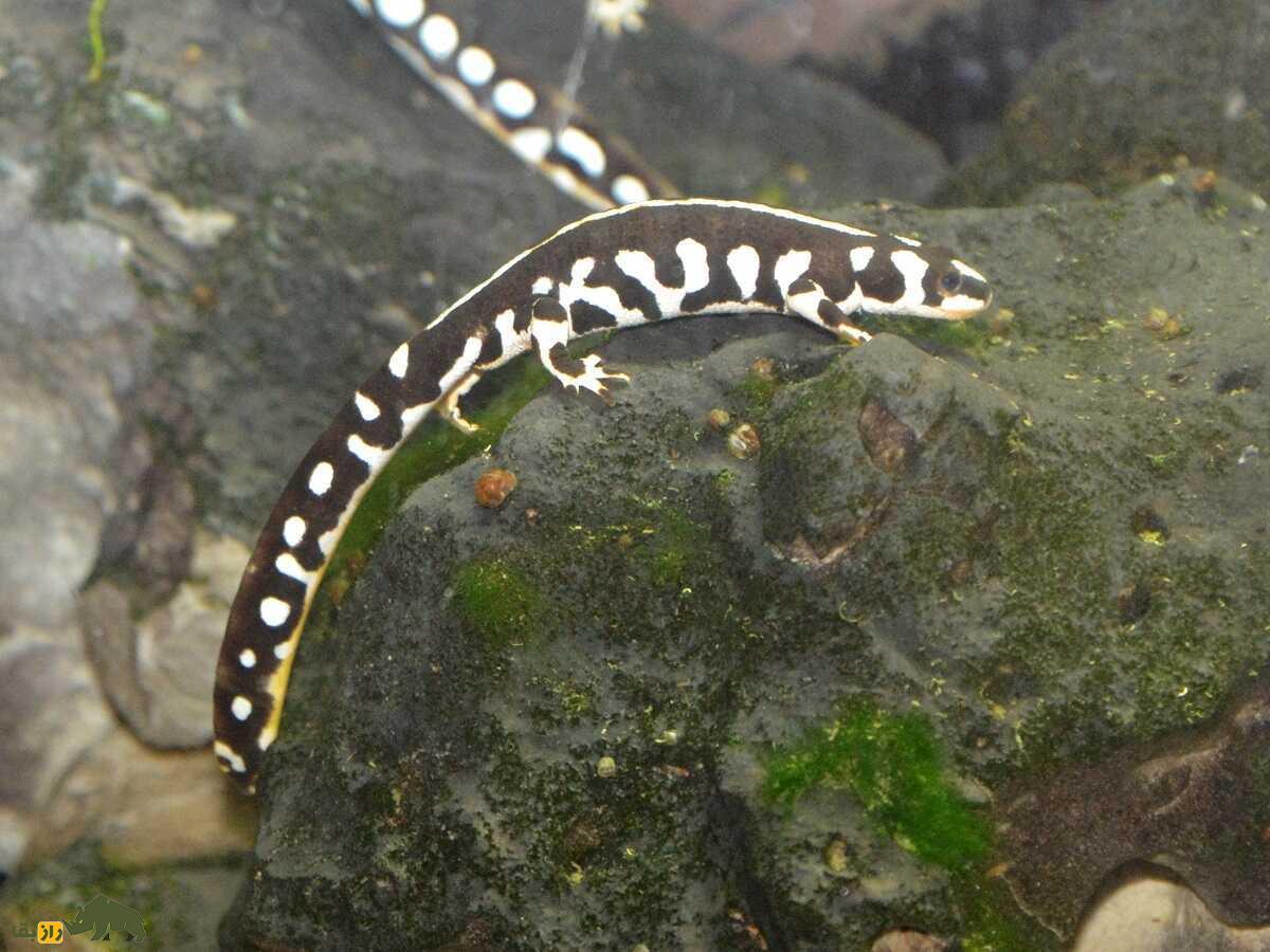 سمندر لرستان؛ سمندر مشهور لرستان که تمام جهان برای نجاتش از انقراض تلاش می‌کنند