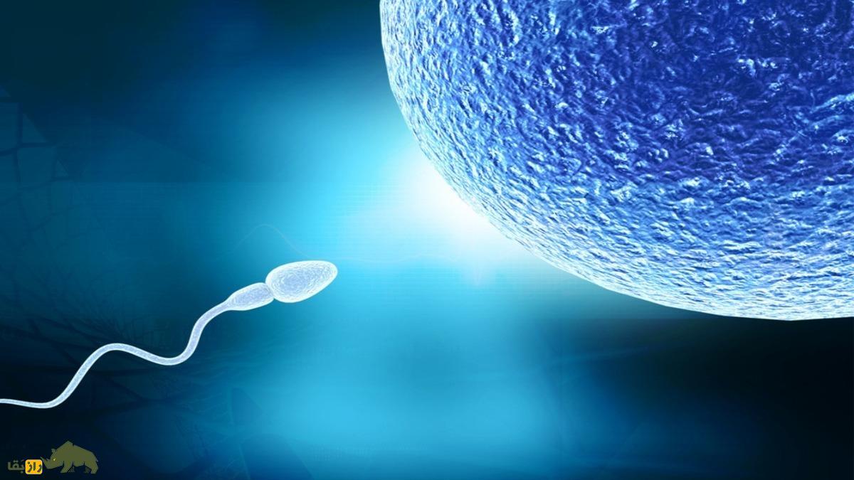 چرا آلت تناسلی انسان استخوان ندارد؟