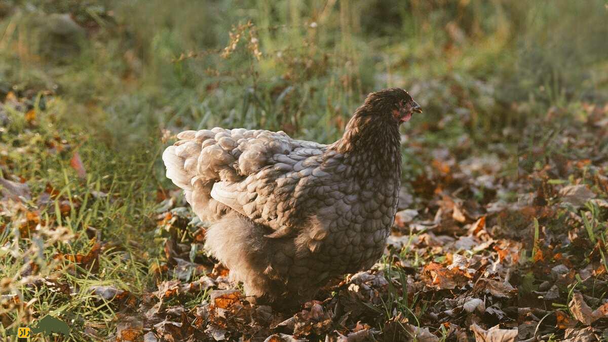 مرغ و خروس کوشین؛ مرغ ۵ کیلویی چینی که پا ندارد! مرغ و خروس کوشین؛ مرغ ۵ کیلویی چینی که پا ندارد!