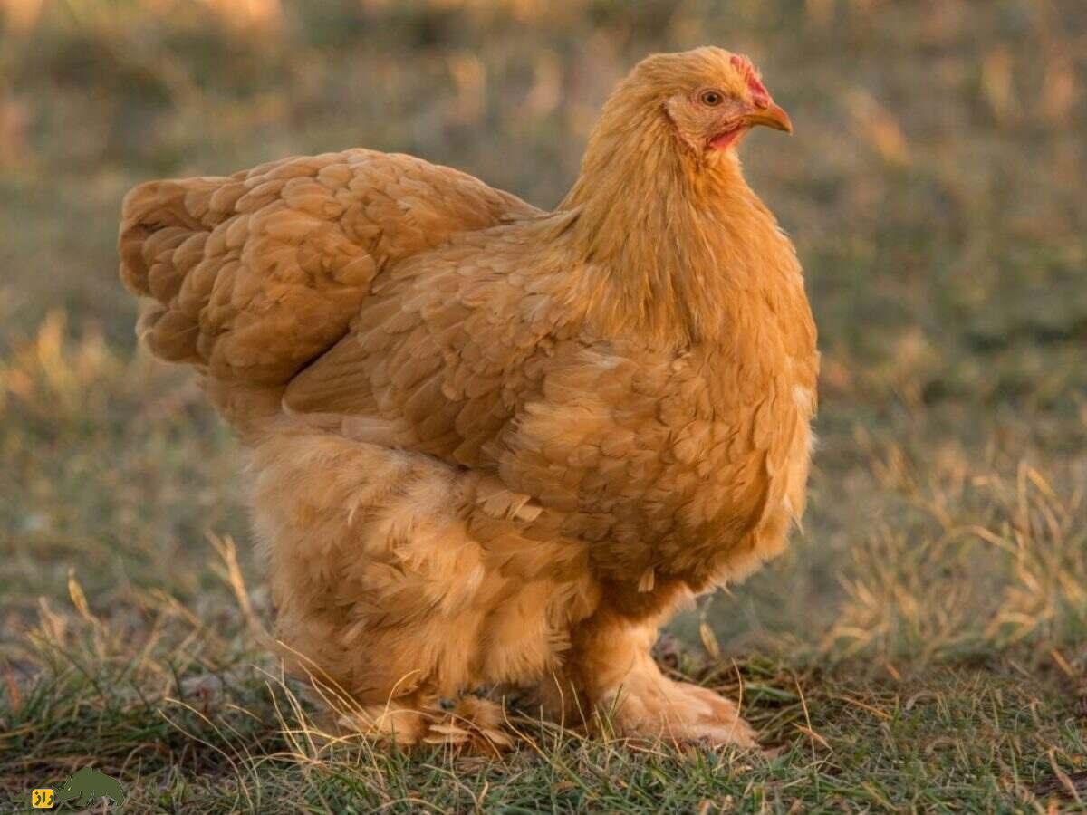 مرغ و خروس کوشین؛ مرغ ۵ کیلویی چینی که تمام نقاط بدنش پوشیده از پر است مرغ و خروس کوشین؛ مرغ ۵ کیلویی چینی که تمام نقاط بدنش پوشیده از پر است