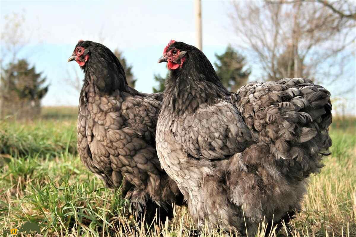 مرغ و خروس کوشین؛ مرغ ۵ کیلویی چینی که تمام نقاط بدنش پوشیده از پر است مرغ و خروس کوشین؛ مرغ ۵ کیلویی چینی که تمام نقاط بدنش پوشیده از پر است