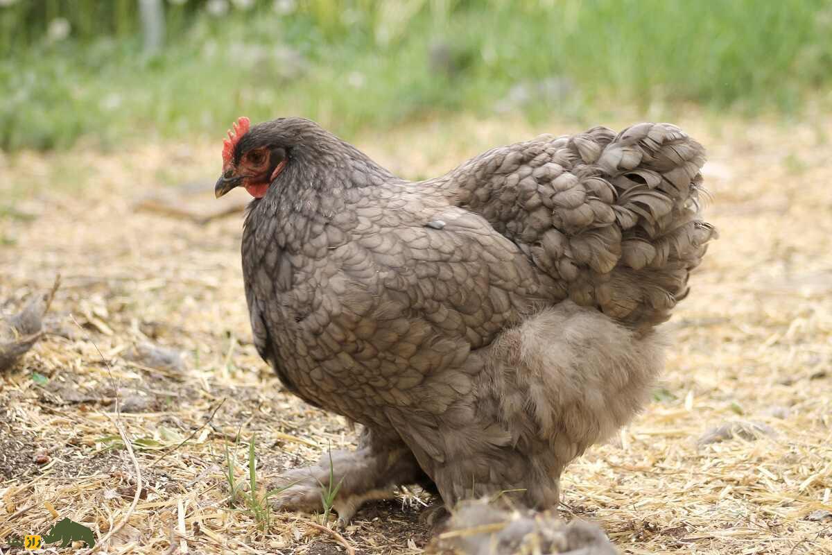 مرغ و خروس کوشین؛ مرغ ۵ کیلویی چینی که تمام نقاط بدنش پوشیده از پر است مرغ و خروس کوشین؛ مرغ ۵ کیلویی چینی که تمام نقاط بدنش پوشیده از پر است