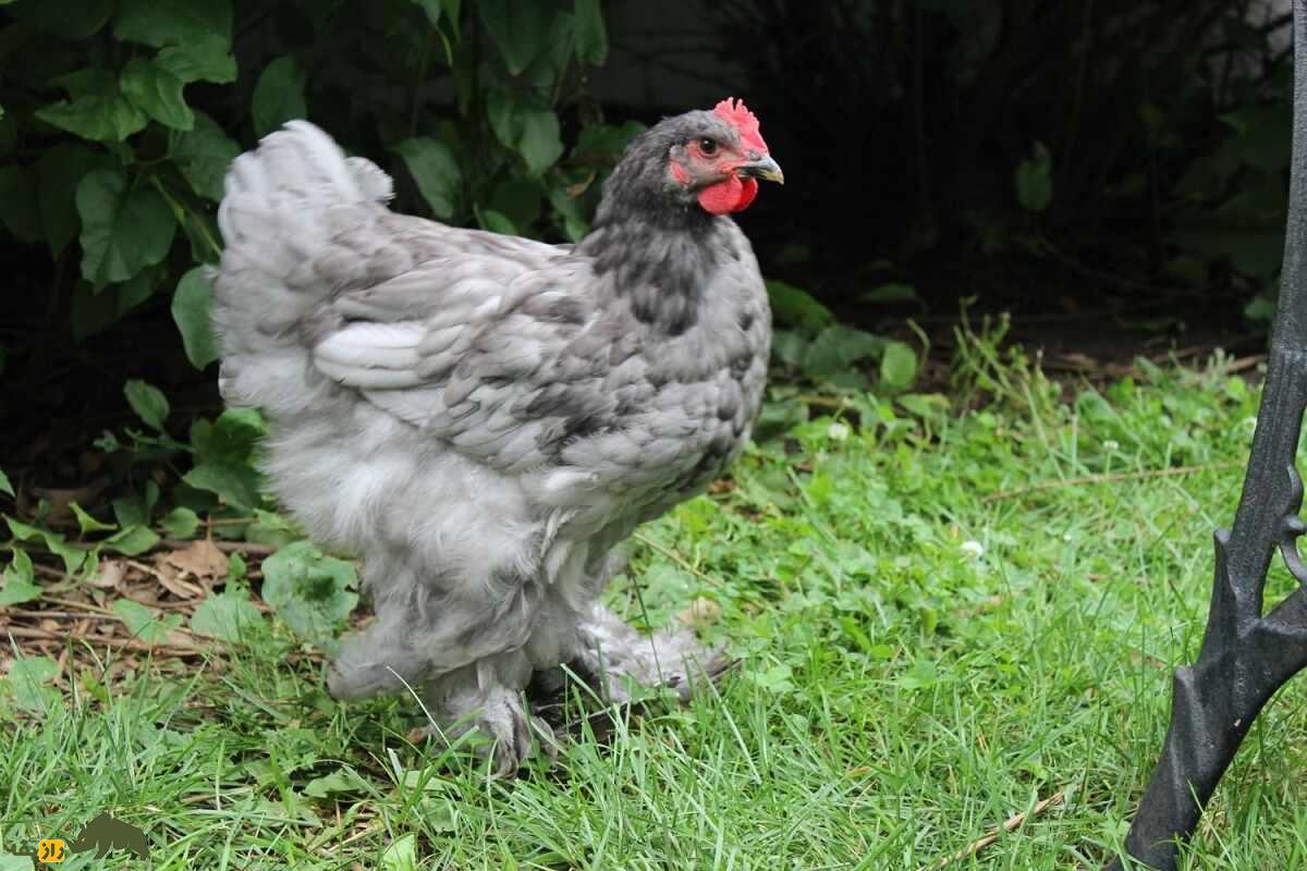 مرغ و خروس کوشین؛ مرغ ۵ کیلویی چینی که تمام نقاط بدنش پوشیده از پر است مرغ و خروس کوشین؛ مرغ ۵ کیلویی چینی که تمام نقاط بدنش پوشیده از پر است