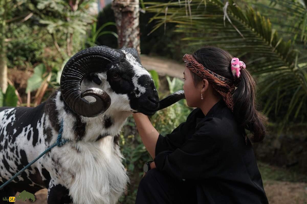 گوسفند پریانگان یا گاروت؛ گوسفند جنگنده اندونزیایی که برای رینگ مبارزه پرورش داده شد گوسفند پریانگان یا گاروت؛ گوسفند جنگنده اندونزیایی که برای رینگ مبارزه پرورش داده شد