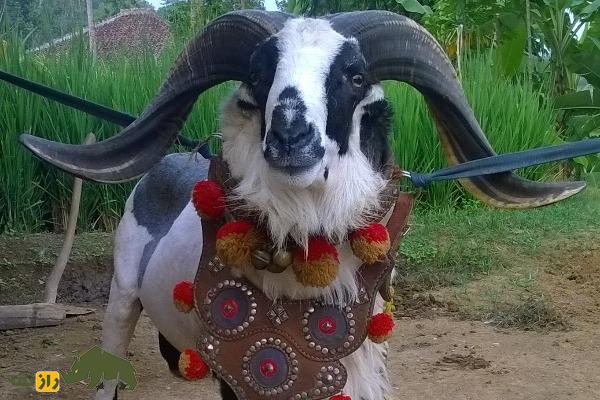 گوسفند پریانگان یا گاروت؛ گوسفند جنگنده اندونزیایی که برای رینگ مبارزه پرورش داده شد گوسفند پریانگان یا گاروت؛ گوسفند جنگنده اندونزیایی که برای رینگ مبارزه پرورش داده شد