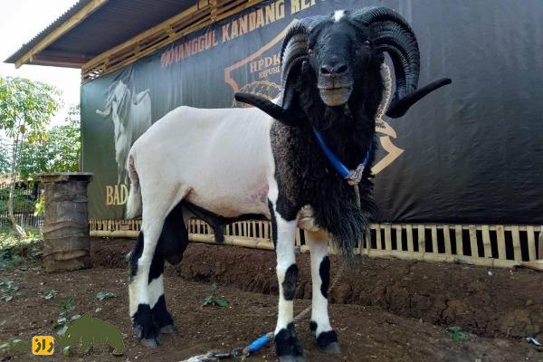 گوسفند پریانگان یا گاروت؛ گوسفند جنگنده اندونزیایی که برای رینگ مبارزه پرورش داده شد گوسفند پریانگان یا گاروت؛ گوسفند جنگنده اندونزیایی که برای رینگ مبارزه پرورش داده شد
