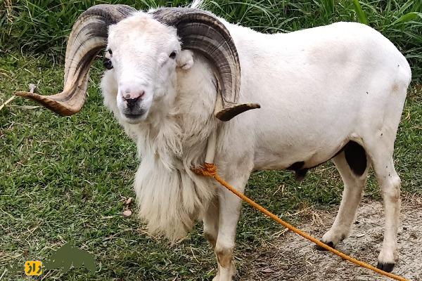 گوسفند پریانگان یا گاروت؛ گوسفند جنگنده اندونزیایی که برای رینگ مبارزه پرورش داده شد گوسفند پریانگان یا گاروت؛ گوسفند جنگنده اندونزیایی که برای رینگ مبارزه پرورش داده شد