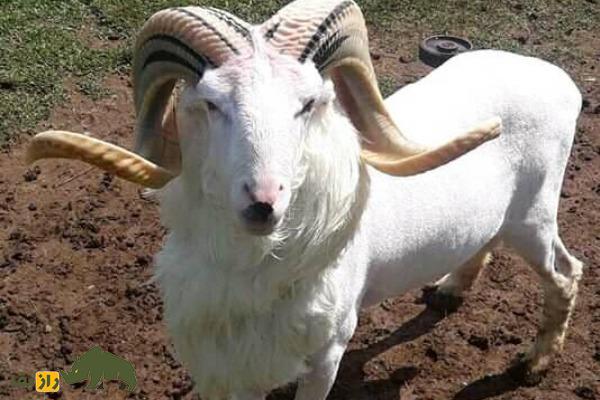 گوسفند پریانگان یا گاروت؛ گوسفند جنگنده اندونزیایی که برای رینگ مبارزه پرورش داده شد گوسفند پریانگان یا گاروت؛ گوسفند جنگنده اندونزیایی که برای رینگ مبارزه پرورش داده شد