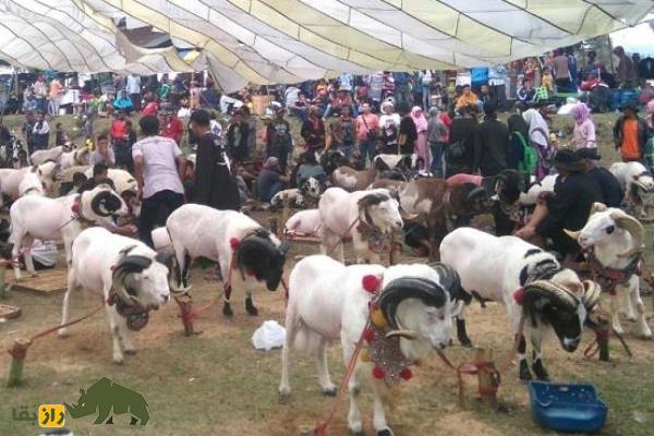 گوسفند پریانگان یا گاروت؛ گوسفند جنگنده اندونزیایی که برای رینگ مبارزه پرورش داده شد گوسفند پریانگان یا گاروت؛ گوسفند جنگنده اندونزیایی که برای رینگ مبارزه پرورش داده شد