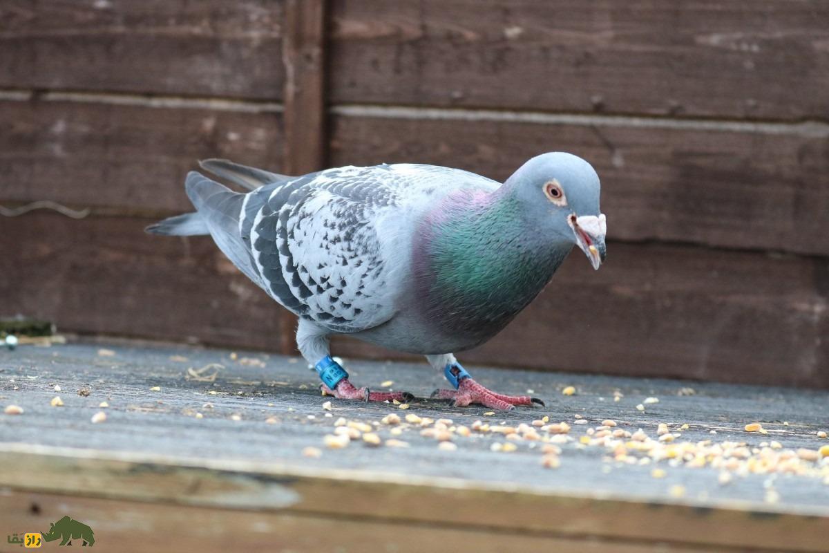 «نادین»؛ کبوتر گران‌قیمت بلژیکی که با قیمت ۲۴ میلیارد تومان به فروش رفت