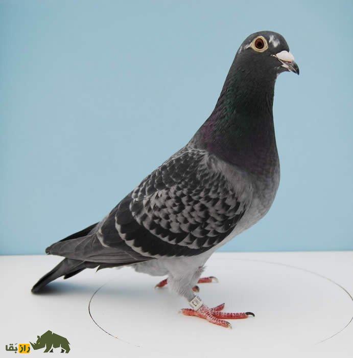 «نادین»؛ کبوتر گران‌قیمت بلژیکی که با قیمت ۲۴ میلیارد تومان به فروش رفت