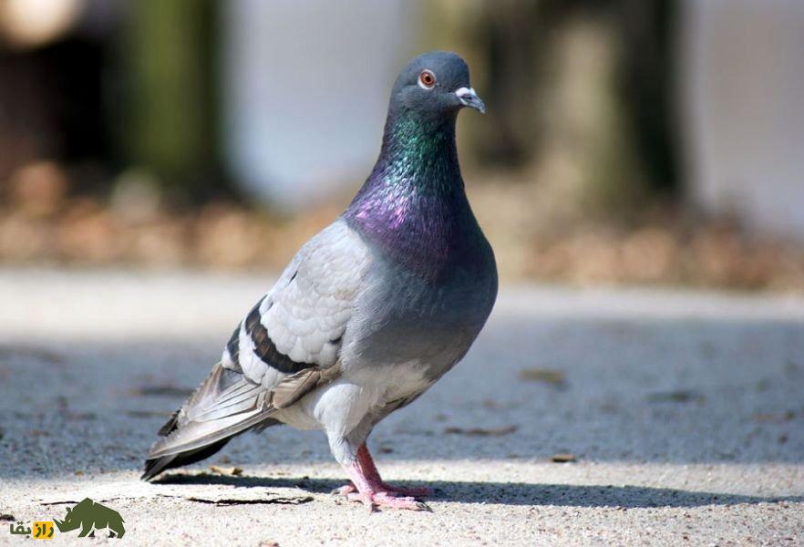«نادین»؛ کبوتر گران‌قیمت بلژیکی که با قیمت ۲۴ میلیارد تومان به فروش رفت