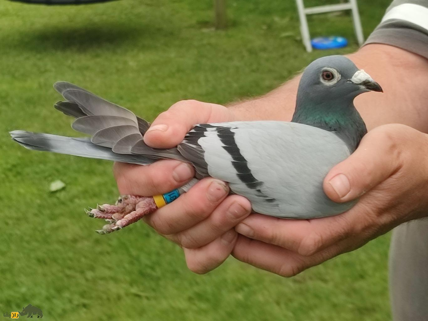 «نادین»؛ کبوتر گران‌قیمت بلژیکی که با قیمت ۲۴ میلیارد تومان به فروش رفت