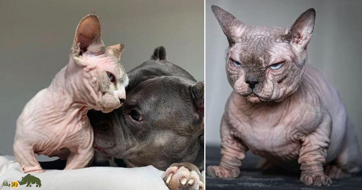 گربه قلدر؛ زشتترین گربه جهان که نتیجه یک بیاخلاقی انسانیست و کل جهان را ترساند! گربه قلدر؛ زشتترین گربه جهان که نتیجه یک بیاخلاقی انسانیست و کل جهان را ترساند!