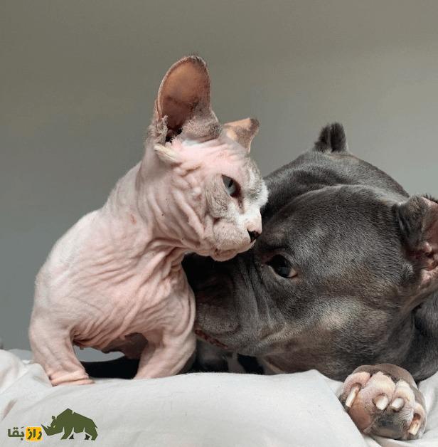 گربه قلدر؛ گربه بدون مویی که زشتترین گربه جهان است و کل جهان را ترساند گربه قلدر؛ گربه بدون مویی که زشتترین گربه جهان است و کل جهان را ترساند