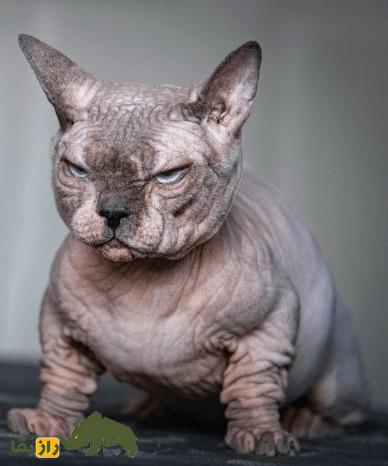 گربه قلدر؛ گربه بدون مویی که زشتترین گربه جهان است و کل جهان را ترساند گربه قلدر؛ گربه بدون مویی که زشتترین گربه جهان است و کل جهان را ترساند