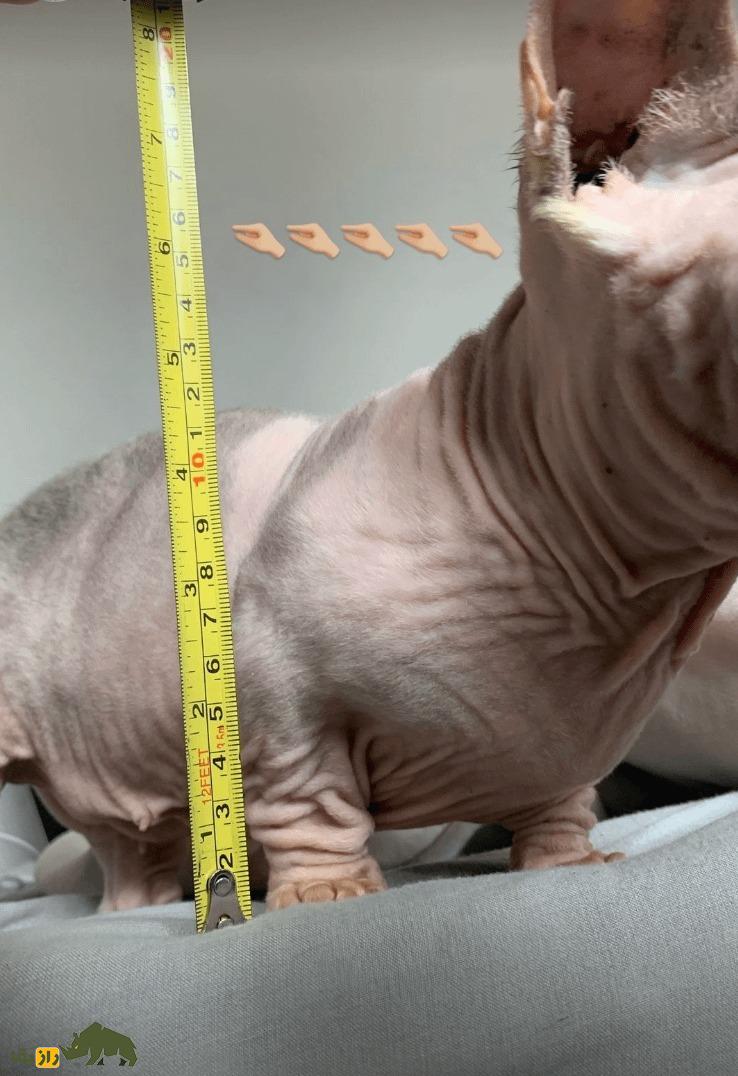 گربه قلدر؛ گربه بدون مویی که زشتترین گربه جهان است و کل جهان را ترساند گربه قلدر؛ گربه بدون مویی که زشتترین گربه جهان است و کل جهان را ترساند