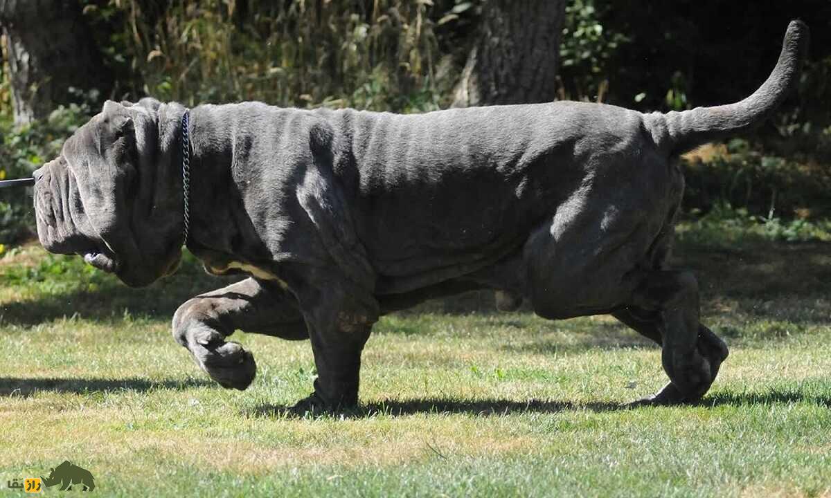 ماستیف ناپلی؛ سگ ترسناک ایتالیایی که شبیه کامیون ماک است!