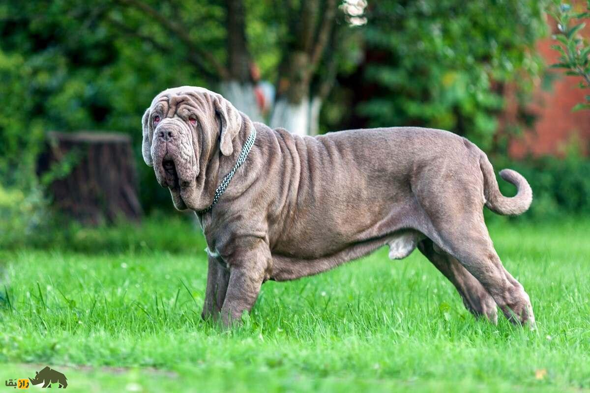 ماستیف ناپلی؛ غول ترسناک ایتالیایی که شبیه کامیون ماک است