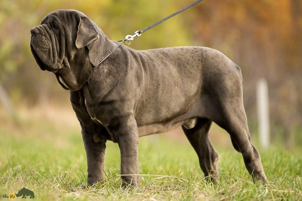 ماستیف ناپلی؛ غول ترسناک ایتالیایی که شبیه کامیون ماک است