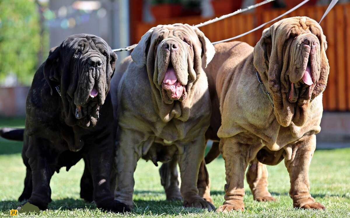 ماستیف ناپلی؛ غول ترسناک ایتالیایی که شبیه کامیون ماک است